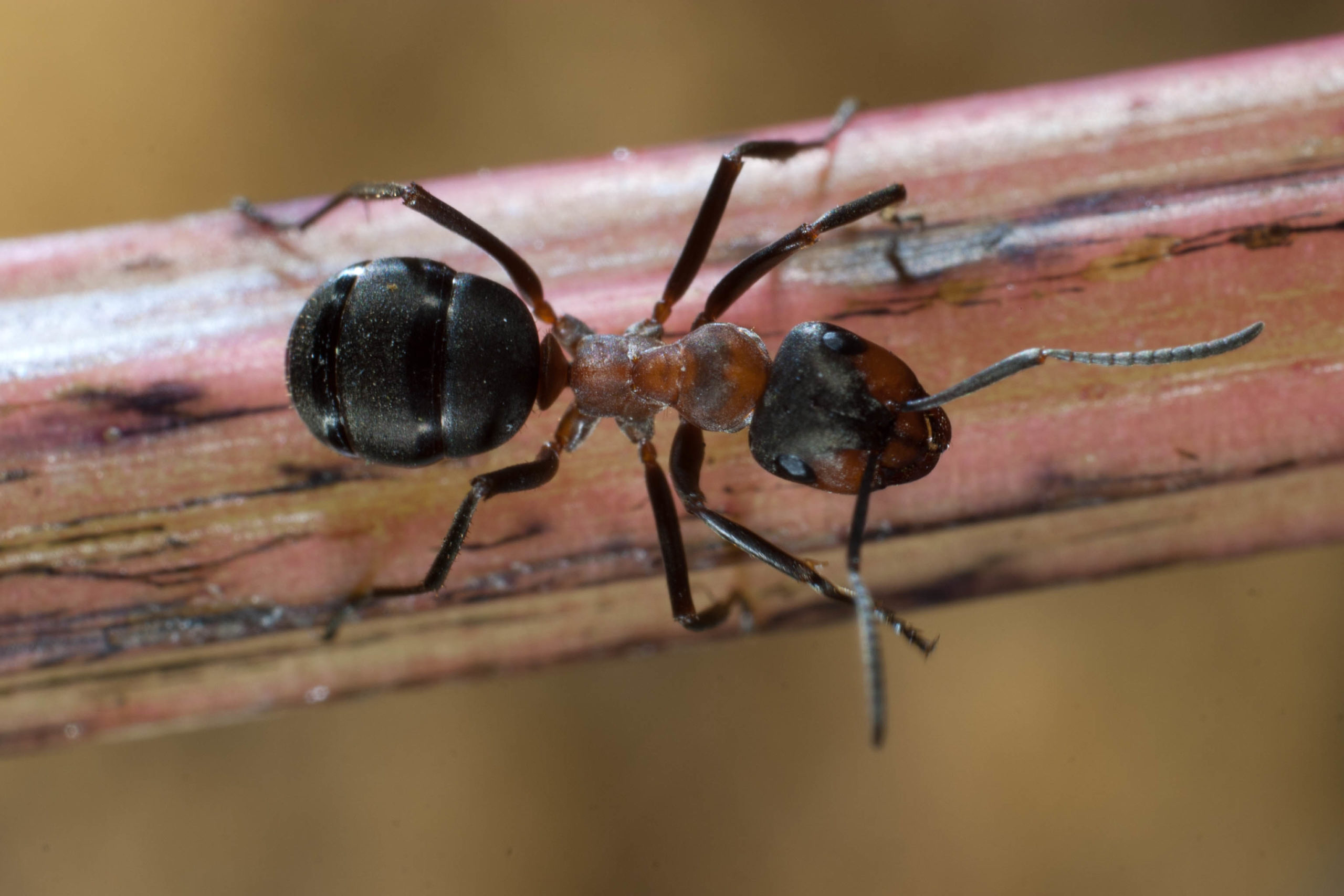 Sortie nature sur le thème des arbres et des petites bêtes en forêt de moyenne montagne