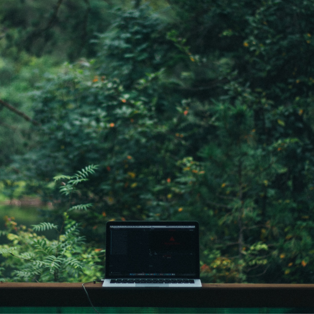 Lire la suite à propos de l’article Le site du Vivarium fait peau neuve !