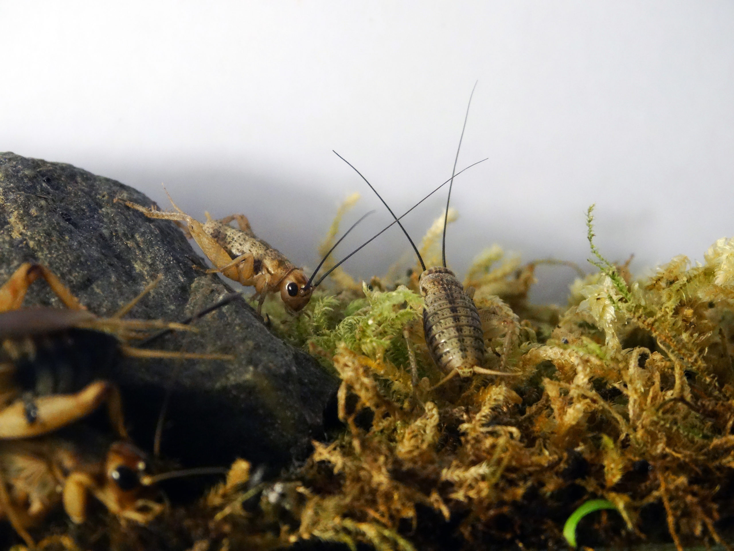 VIVARIUM DU MOULIN (Lautenbach): Ce qu'il faut savoir pour votre visite  (avec photos)