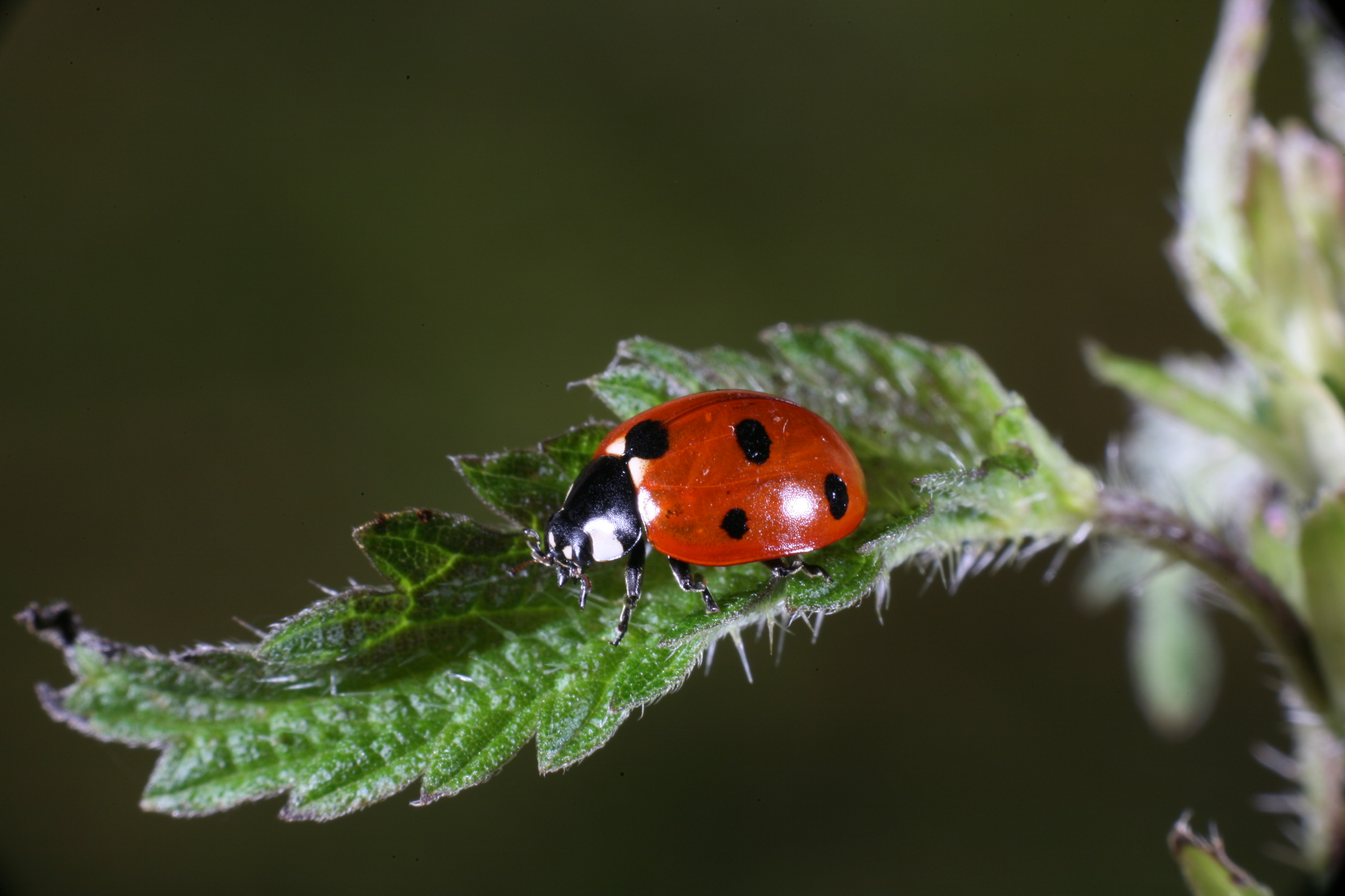 Sortie nature sur le thème des arbres et des petites bêtes des villes