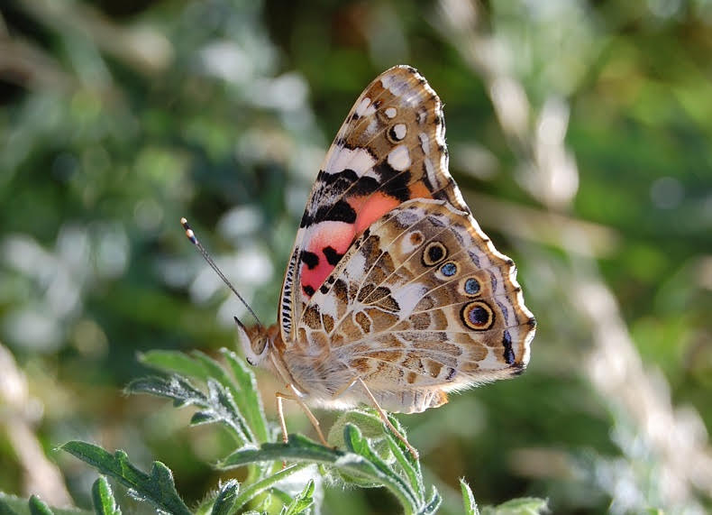 Exposition biodiversité : plantes et papillons de chez nous