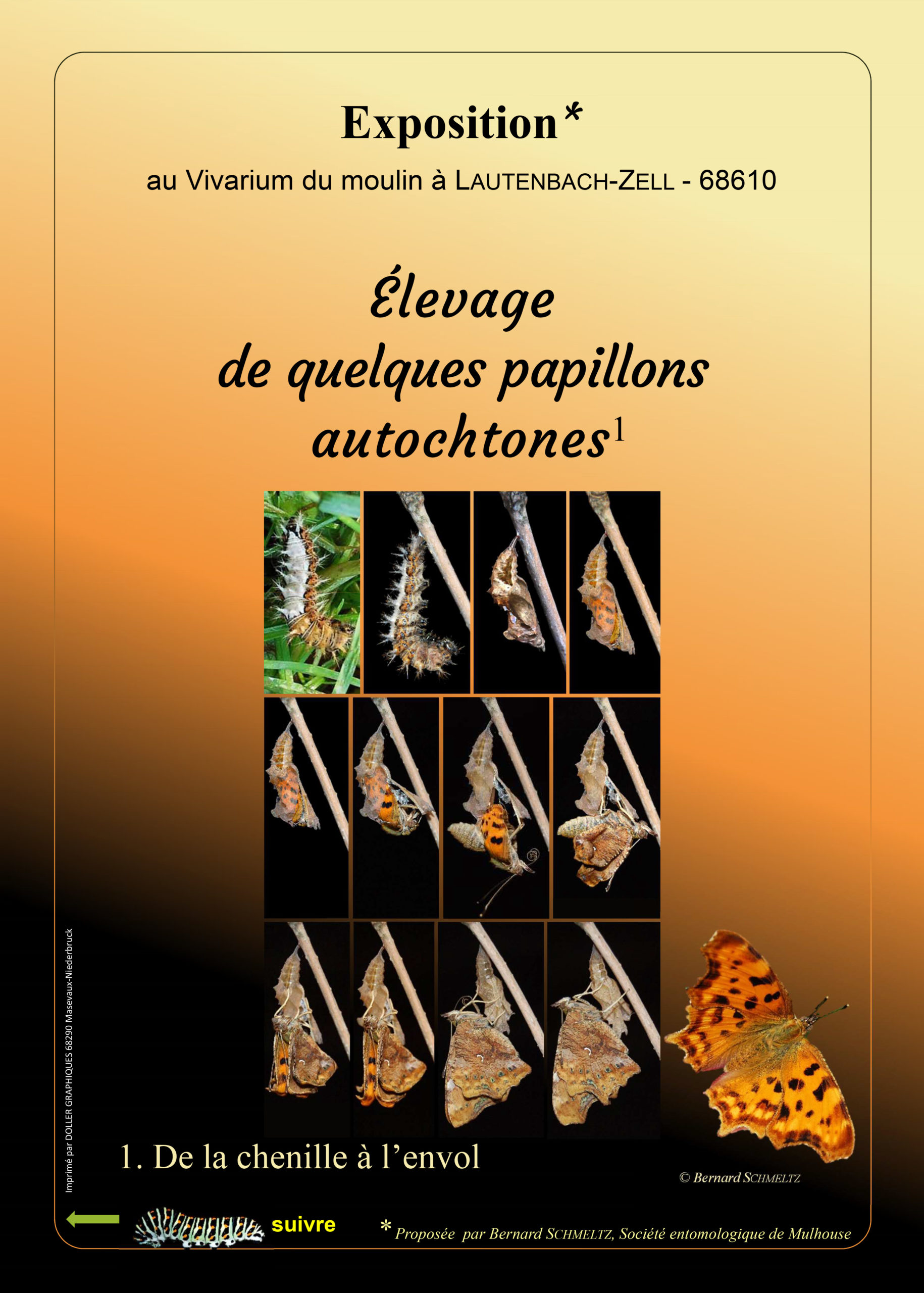 Exposition biodiversité : élevage de quelques papillons autochtones du 27/07/2021 au 31/10/2021