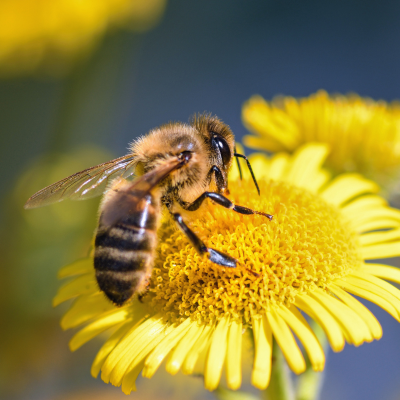 Cœur à cœur avec les abeilles 🐝