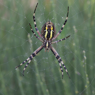 Sortie nature au Bollenberg « Les araignées d’Alsace »