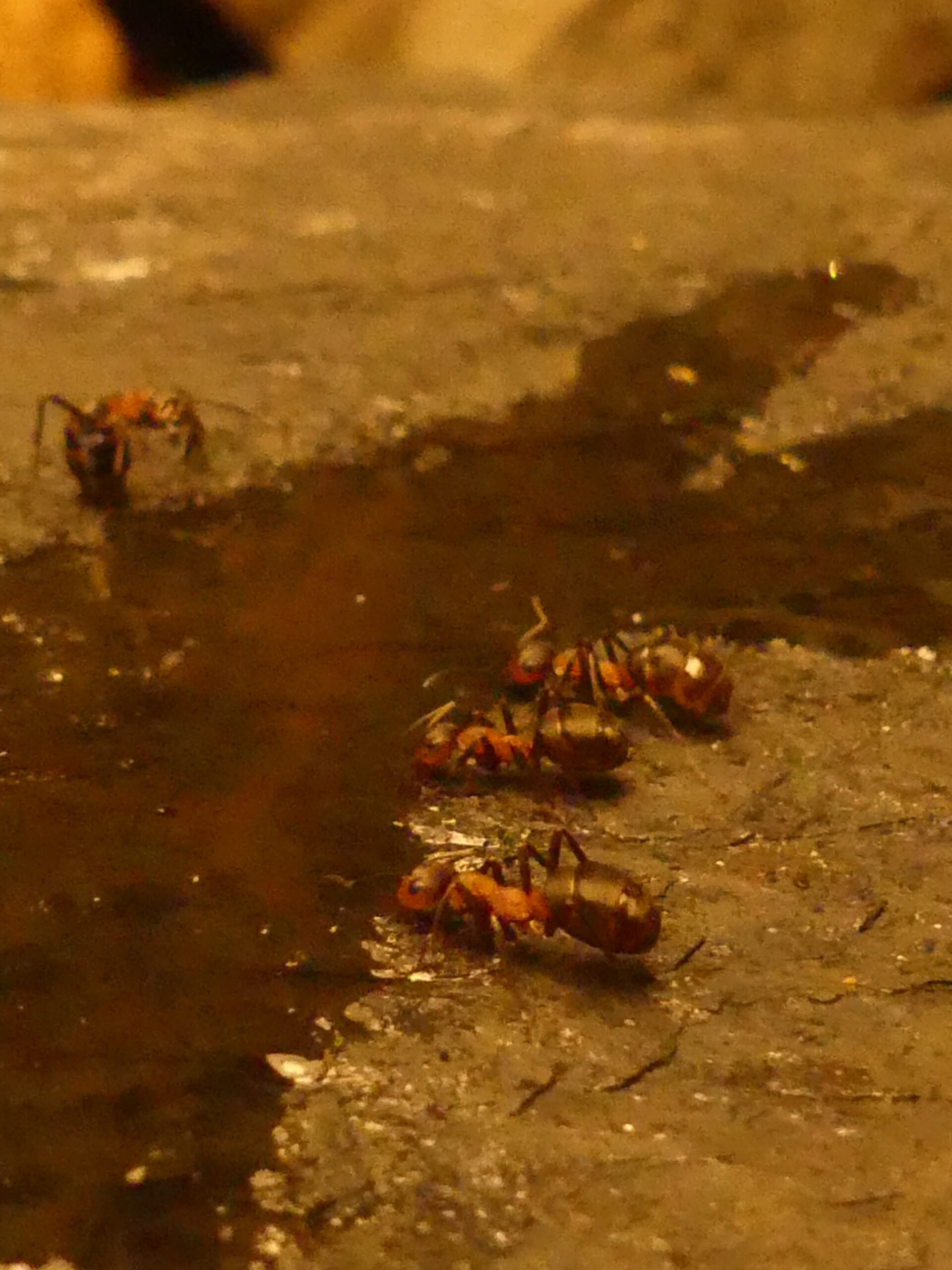 Goûter des petites bêtes